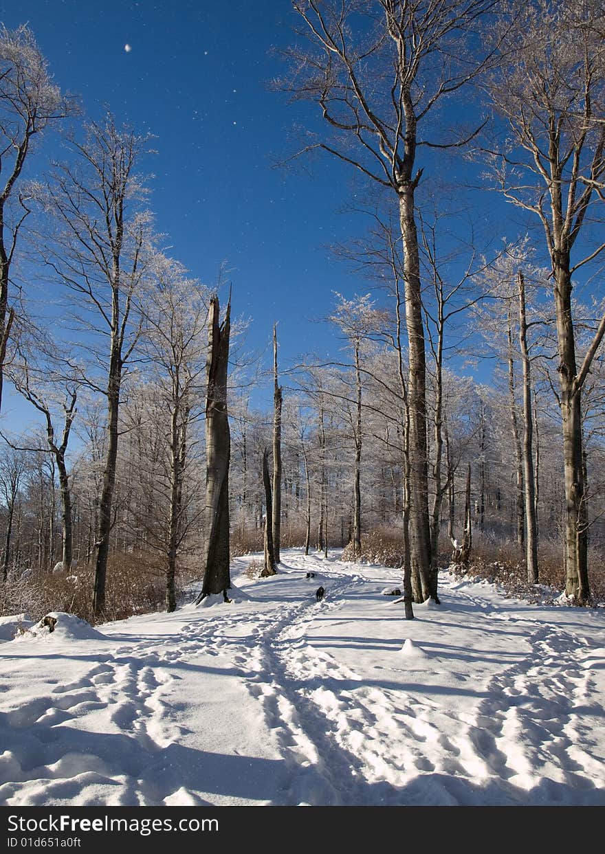 Winter path