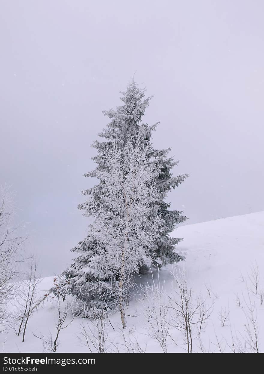 Trees in winter