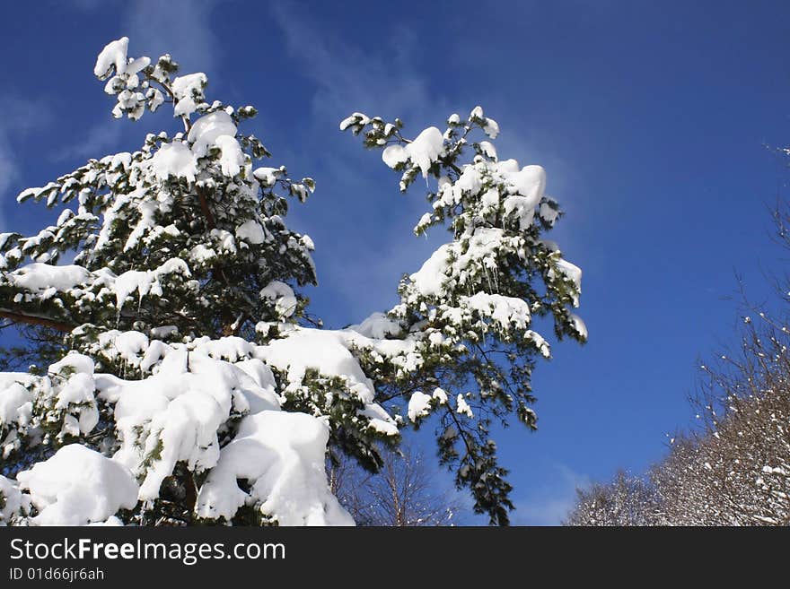 Snow on Spruce