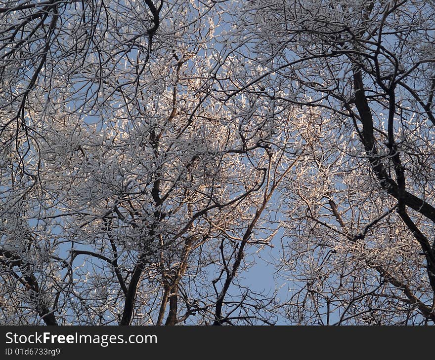 Iced branches