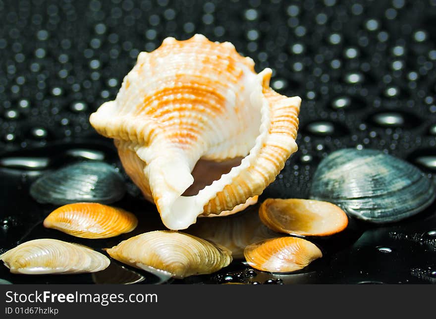 Cockleshells  in water drops on a black background