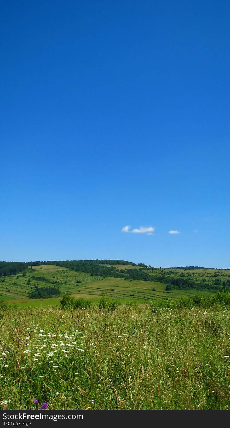 Meadow in mountains