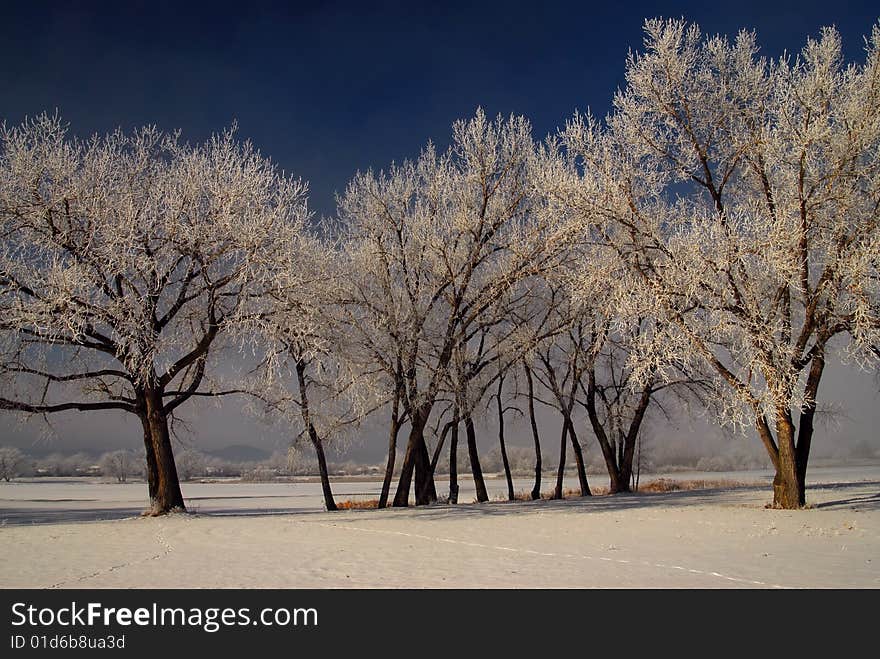 Trees and frost