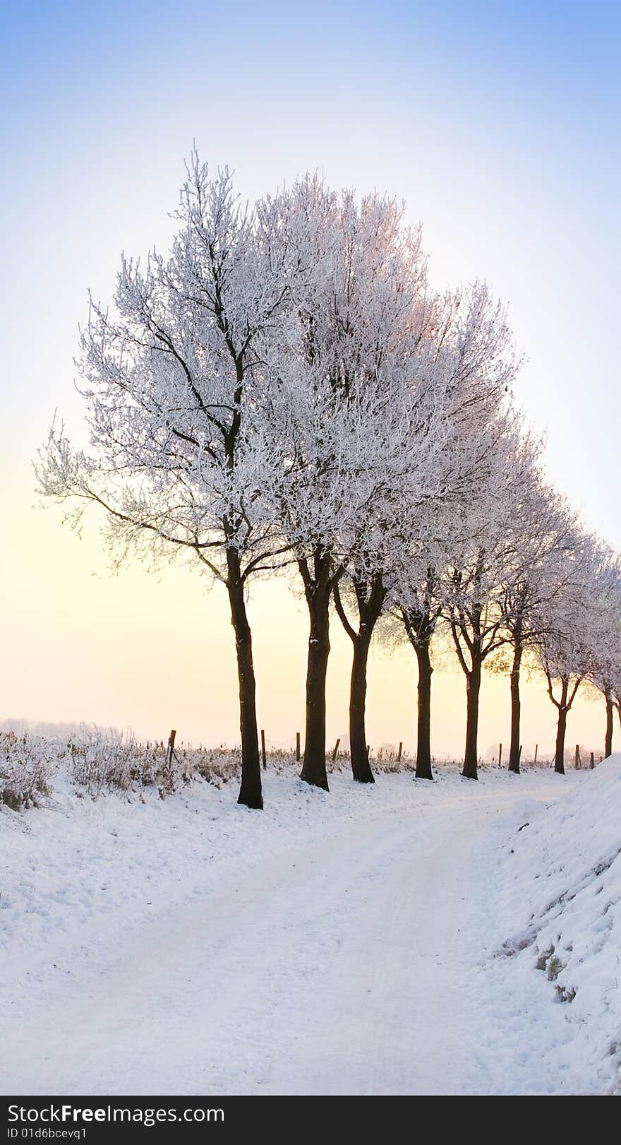 Row of winter trees with pale sunset