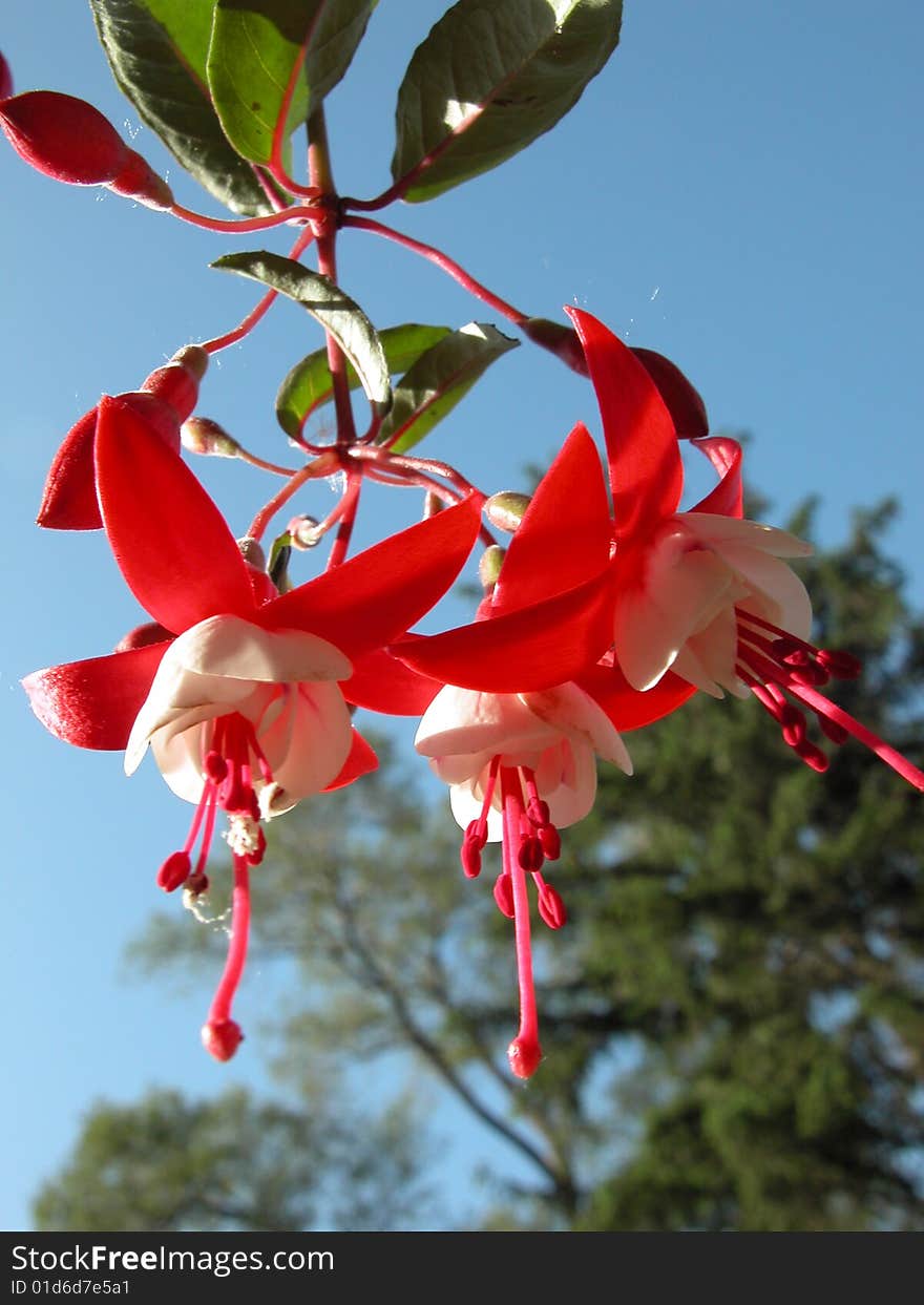 Fuchsia Flowers