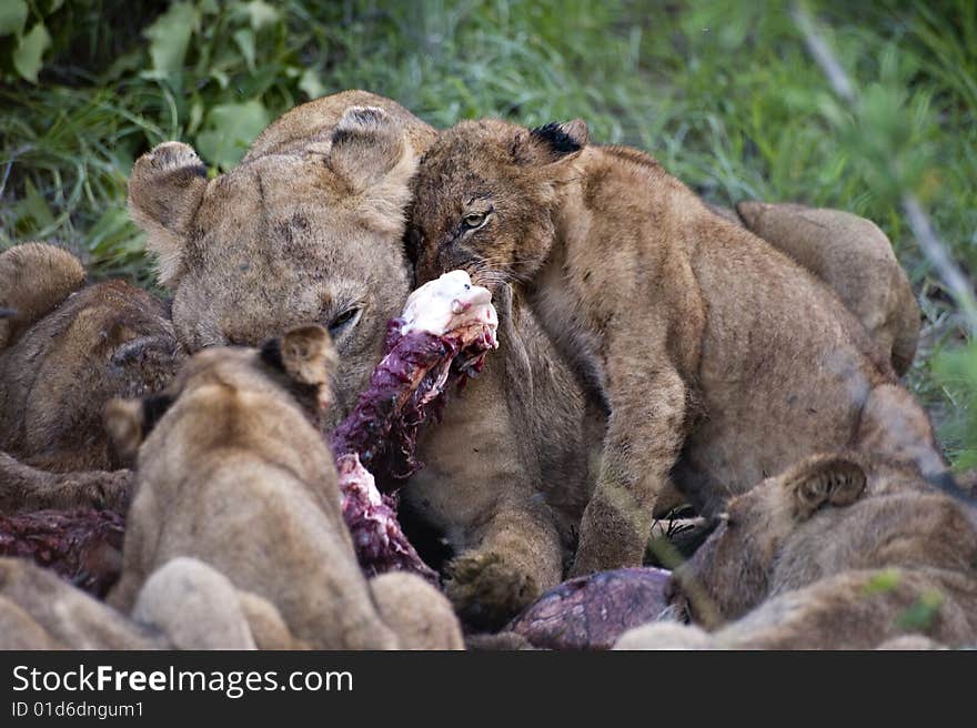 Lion family