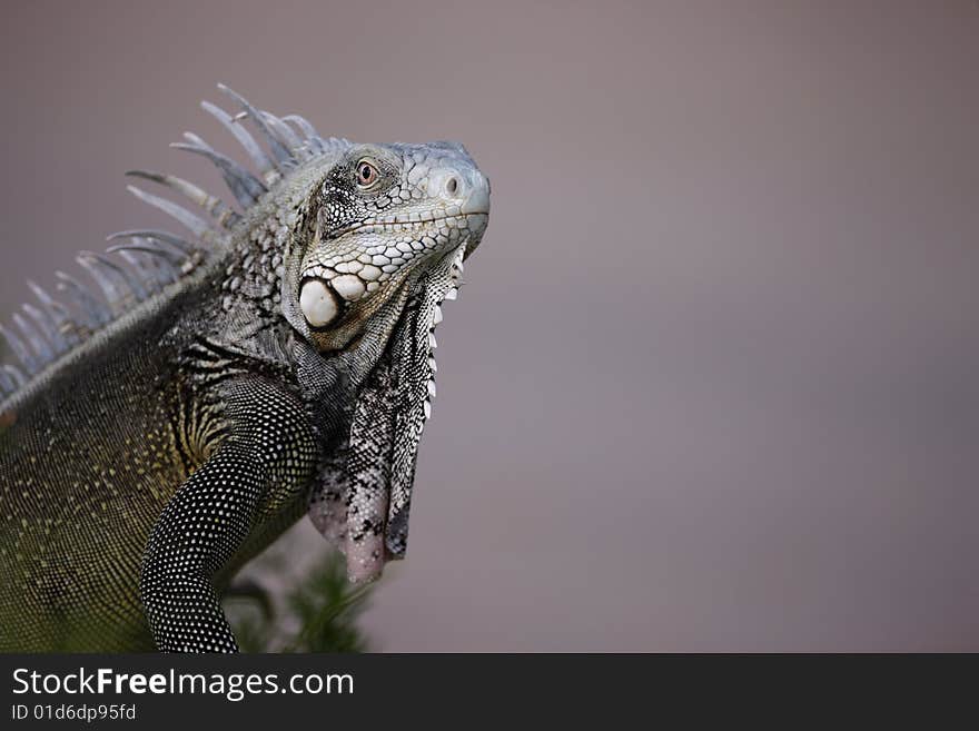 Green Iguana (Iguana iguana) head shot