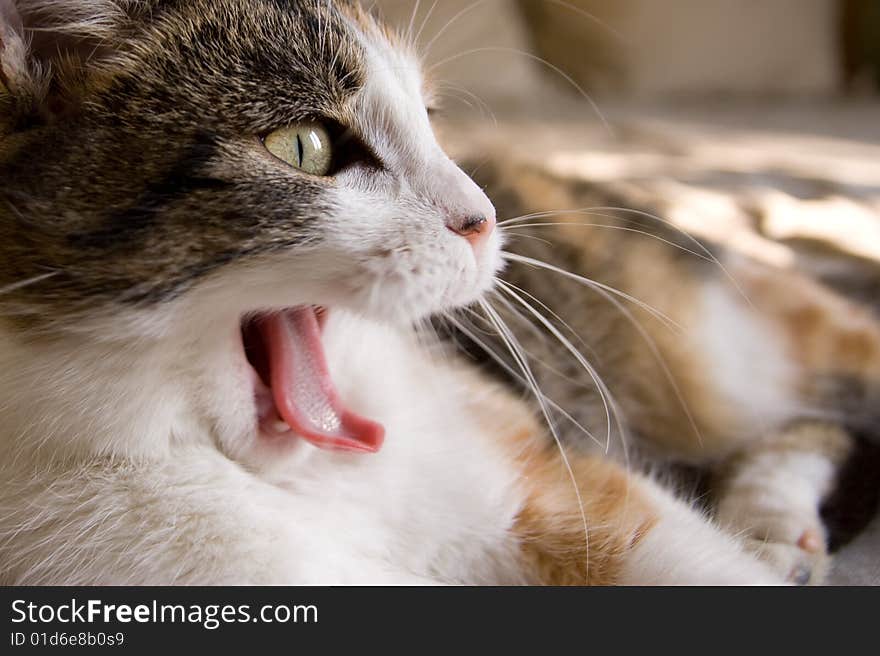 A yawning cat