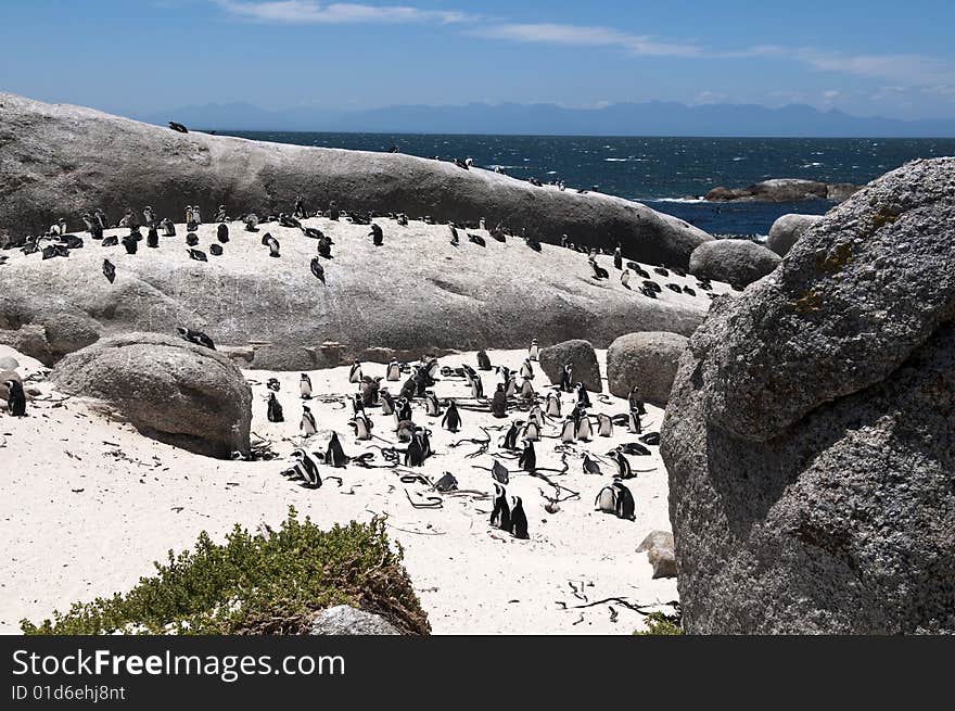 penguin at The boulders beach. penguin at The boulders beach