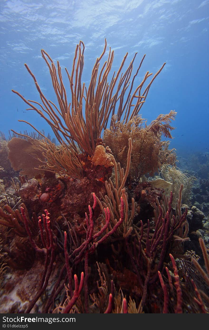 Colony of soft corals including Sea Rods and a Sea Fan, Bonaire