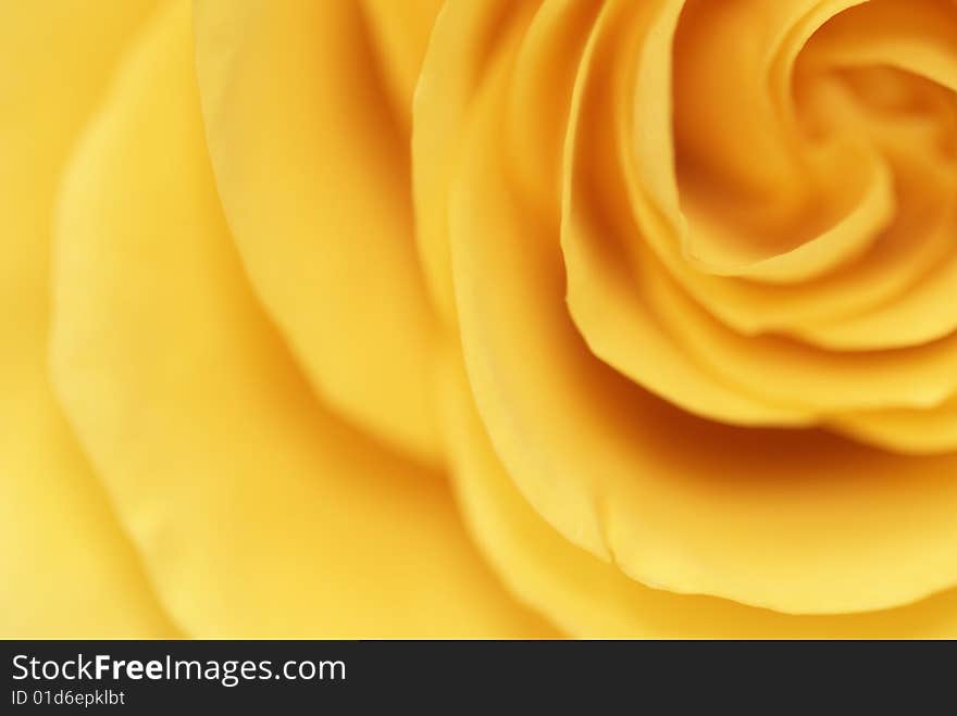 Yellow rose. Lens blurred image. Background texture. Yellow rose. Lens blurred image. Background texture