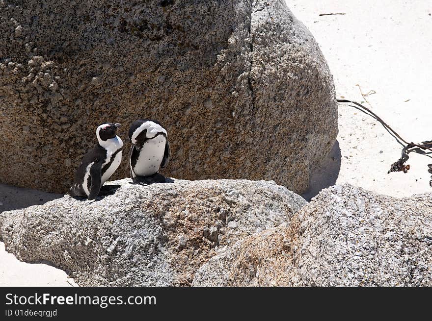 Jackass penguin