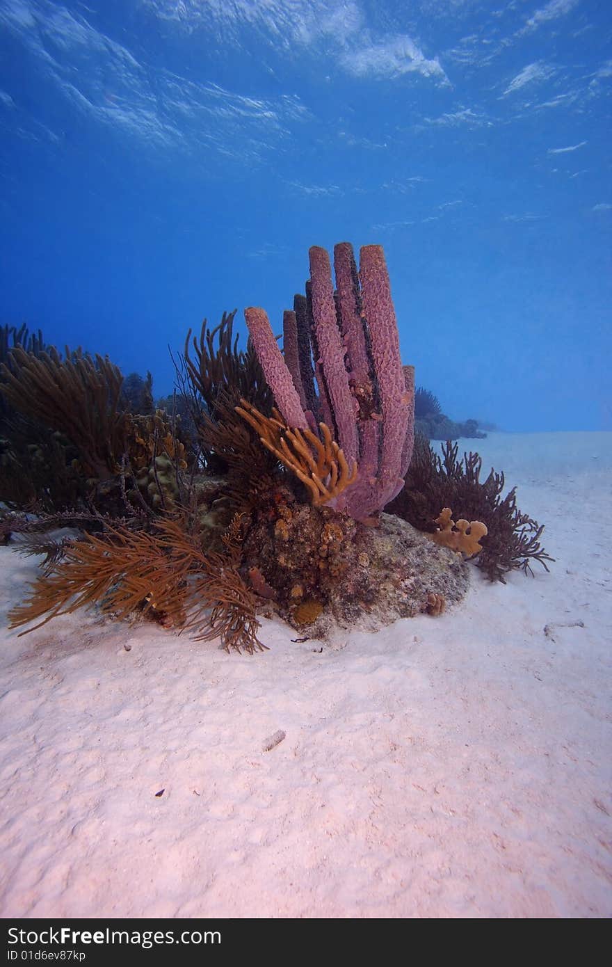 Stove-pipe Sponge (Aplysina archeri) and Sea Rods, Bonaire, Netherlands Antilles