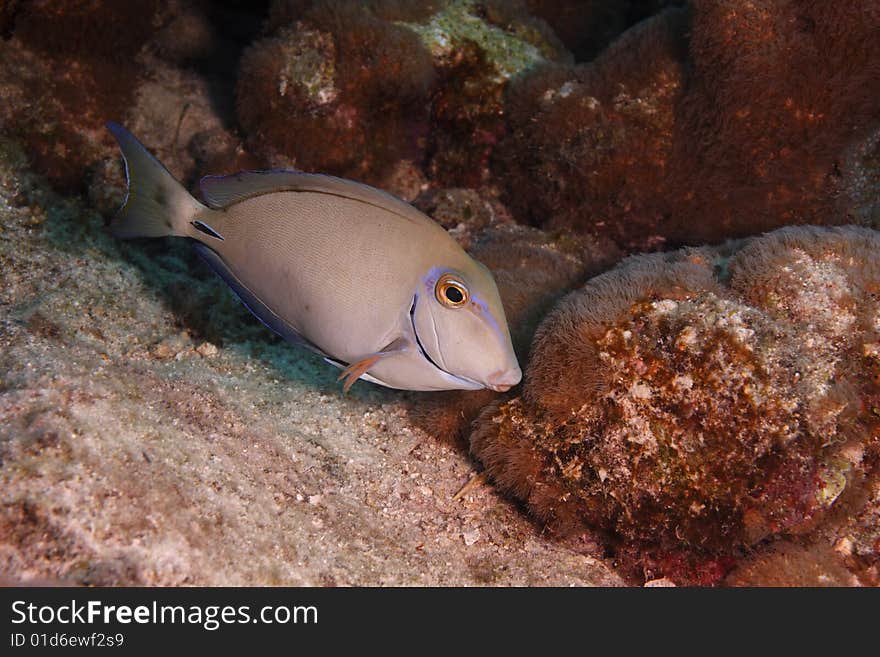 Ocean Surgeonfish (Acanthurus bahianus) swimming along reef, Bonaire, Netherlands Antilles