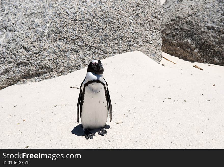 Jackass penguin at The boulders beach