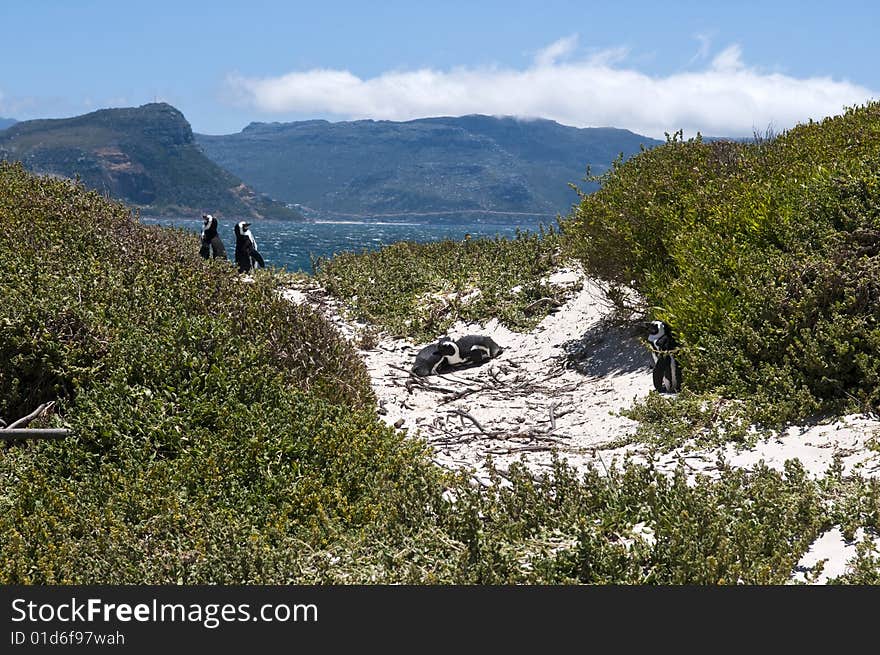 Jackass penguin at The boulders beach