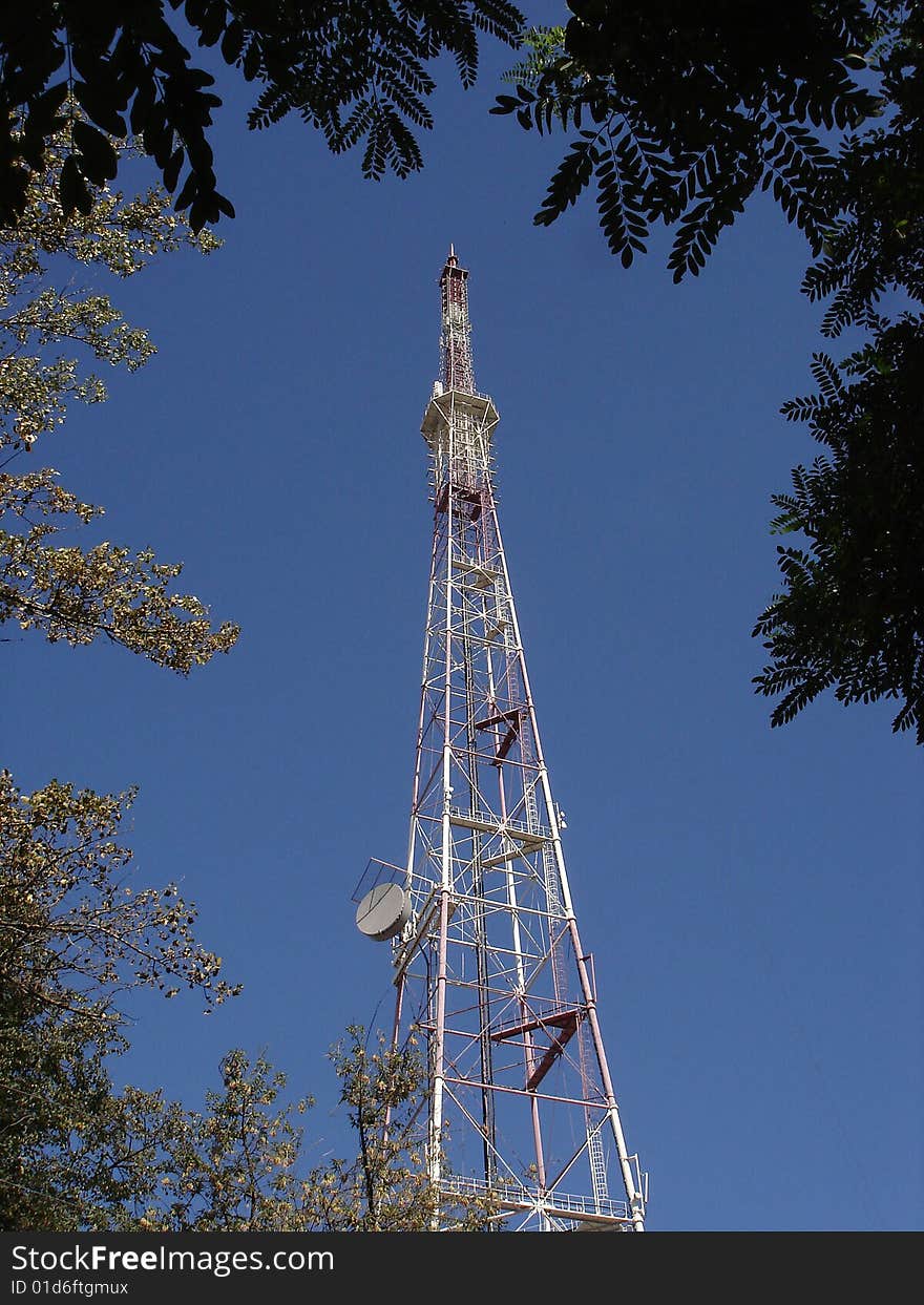 Phone antenna framed with tree leaves