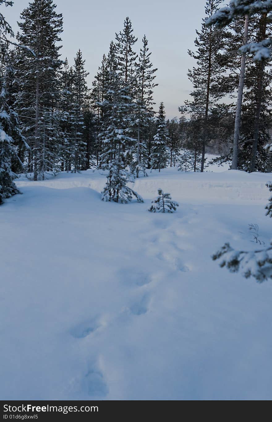 Cold forest. trees in snow. Cold forest. trees in snow.