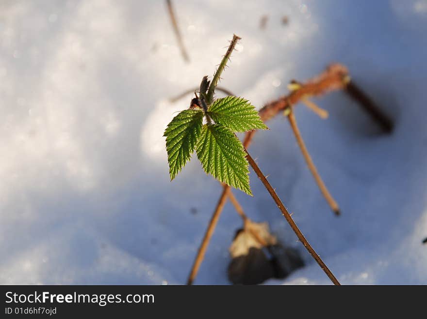 Green leaves on a snow