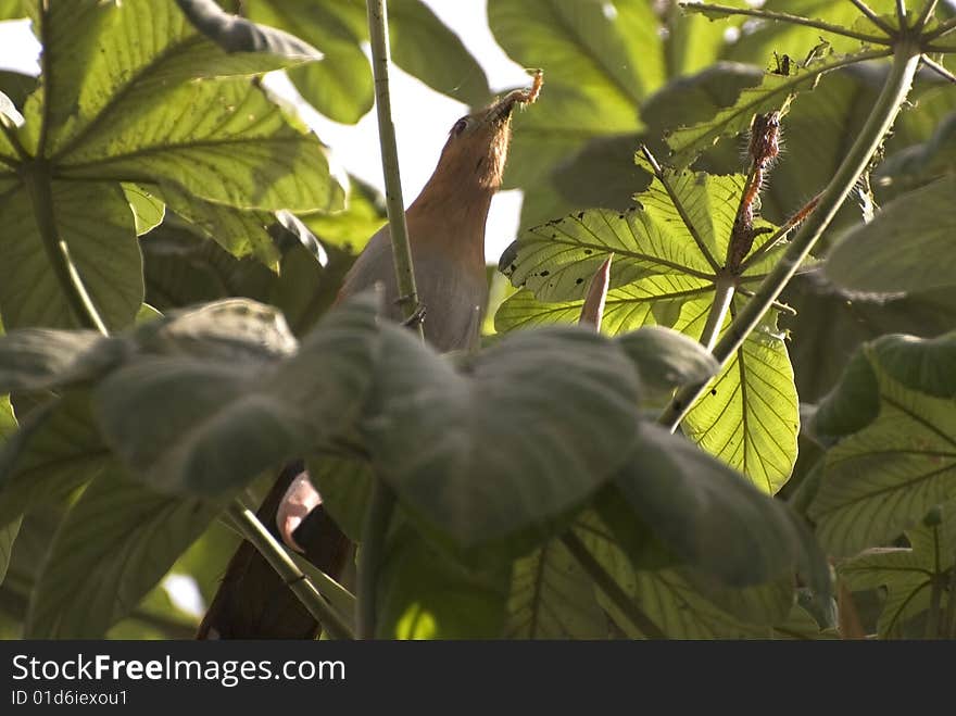 Squirrel cuckoo feeding on caterpillar