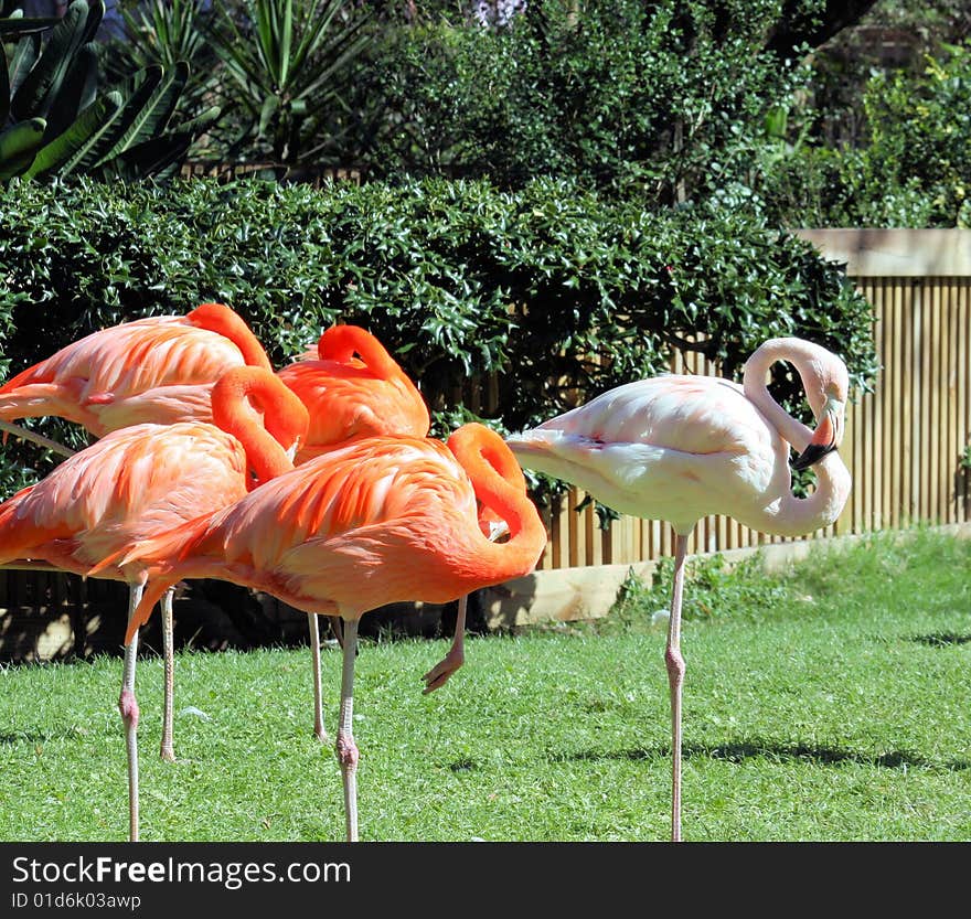 A group of flamingo's sleeping  in a field. A group of flamingo's sleeping  in a field