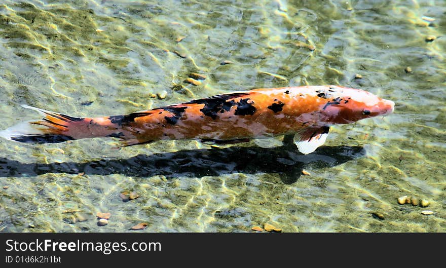 Isolated Coi fish swimming through the water