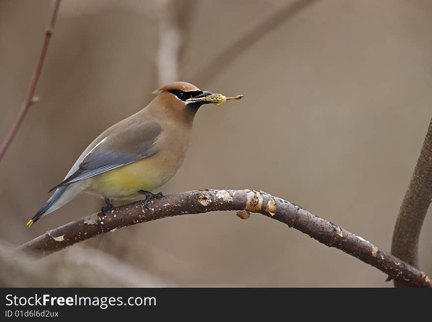 Cedar Waxwing (Bombycilla cedorum cedorum) on branch eating seed pod