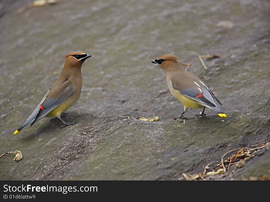 Cedar Waxwing (Bombycilla cedorum cedorum) pair on rock