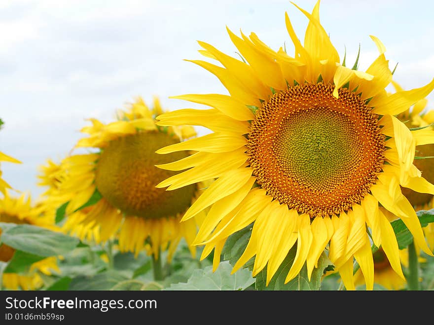 Bright yellow sunflower close up on a background field