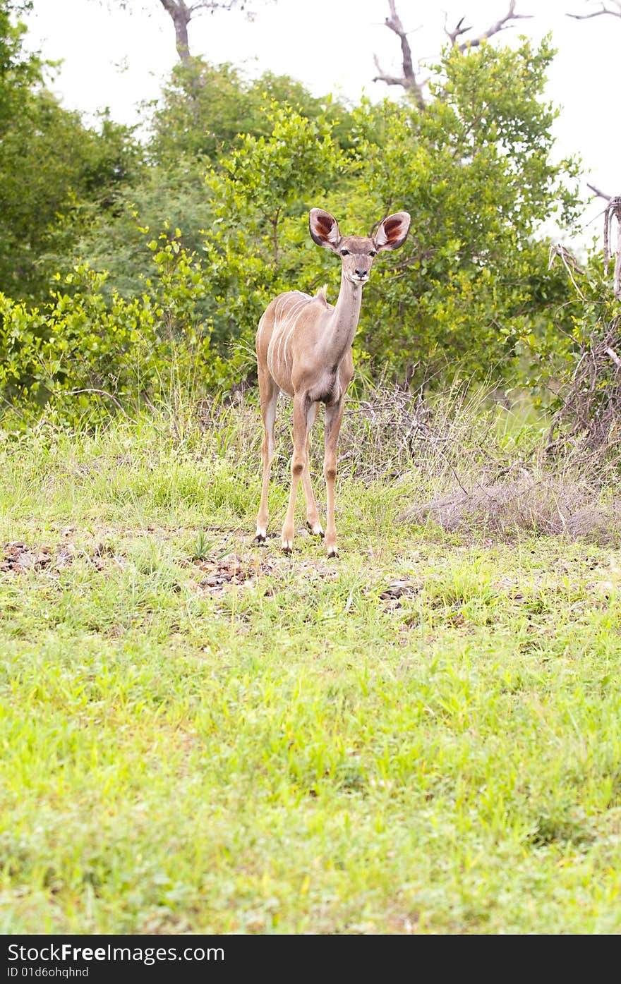 A female kudu, a large species of antelope, on a South African game farm