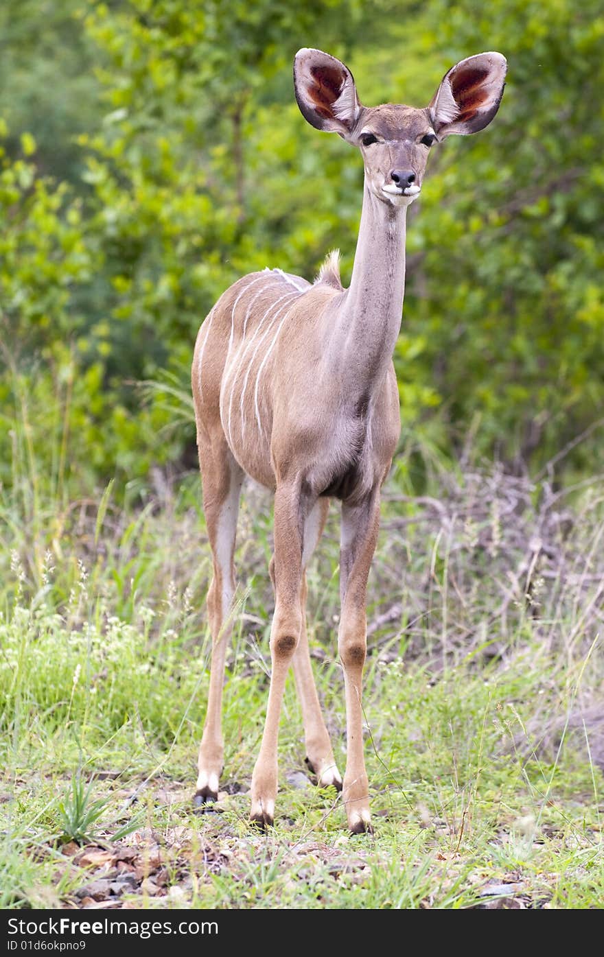 Female kudu