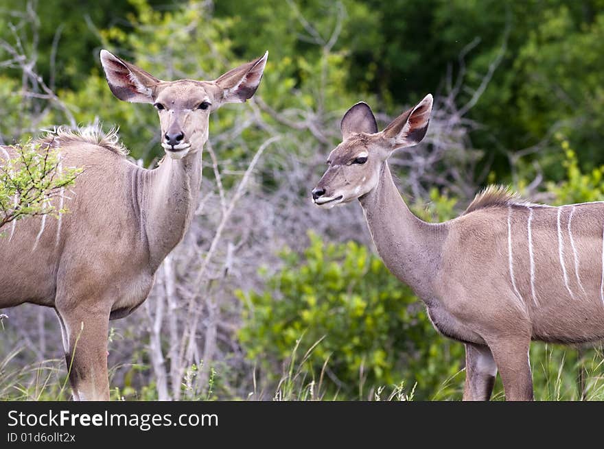 Kudu mother with her cub in Kruger Park