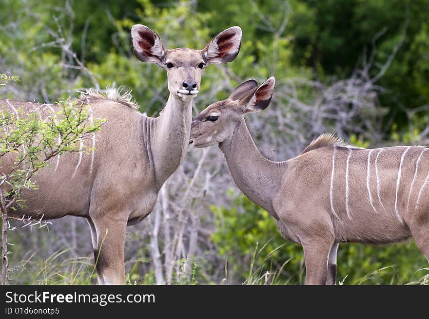 Kudu mother with her cub in Kruger Park