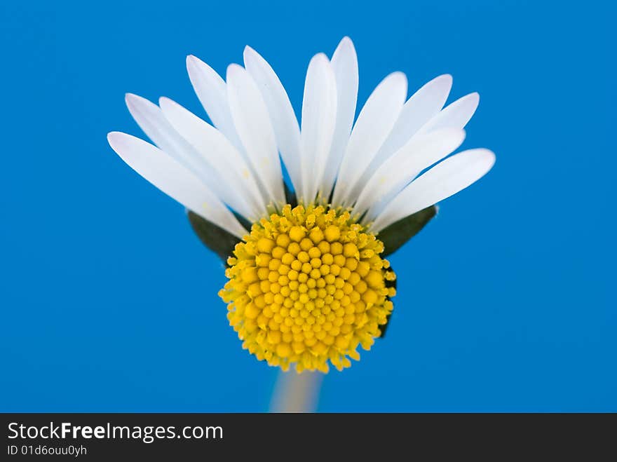 Broken white daisy on blue background