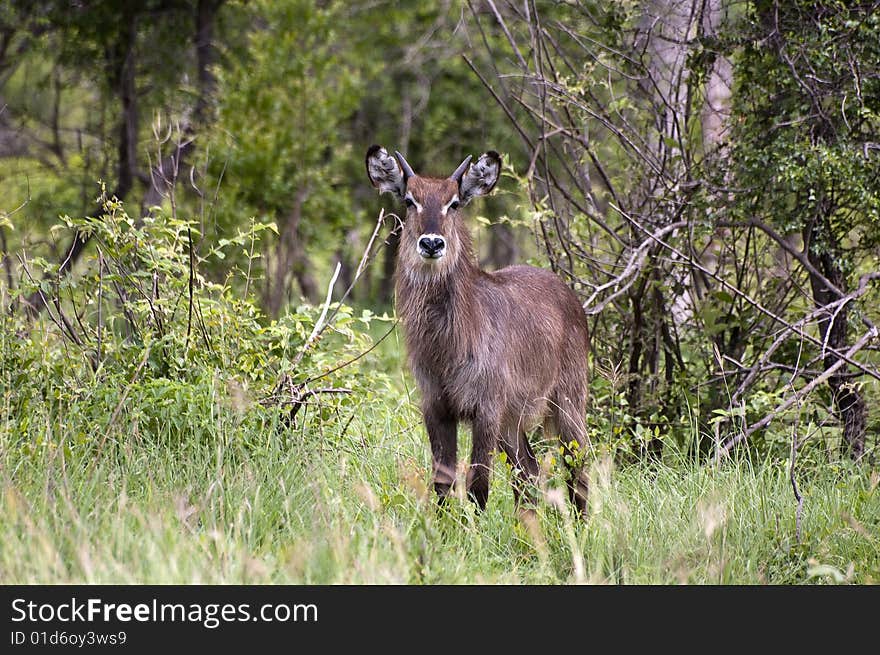 Young male waterbuck