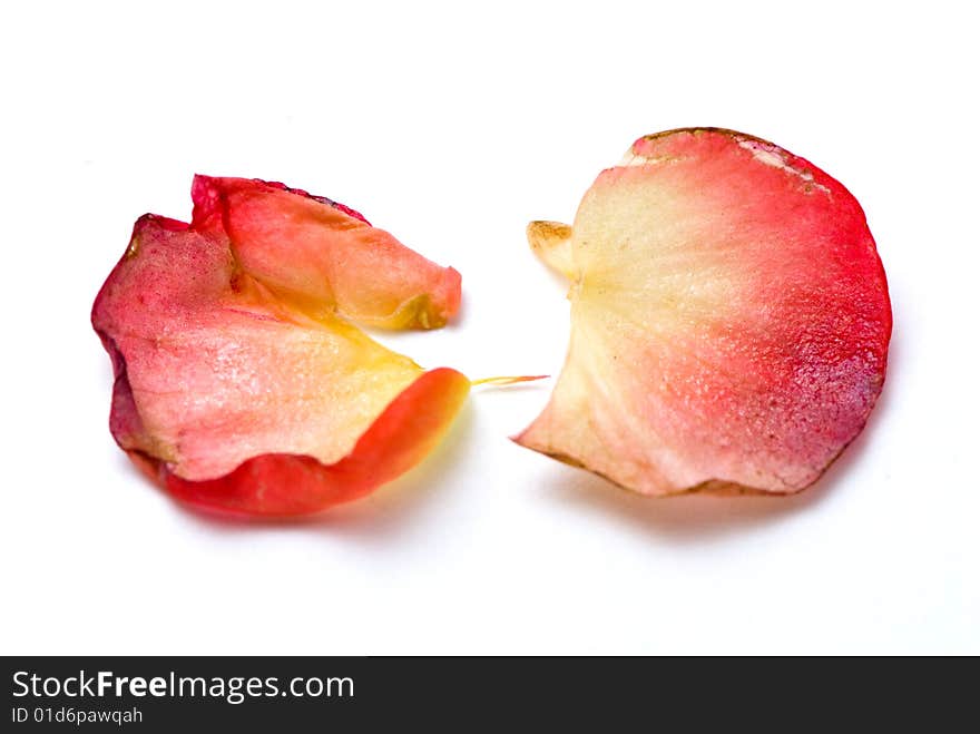 Two red and yellow petals composition