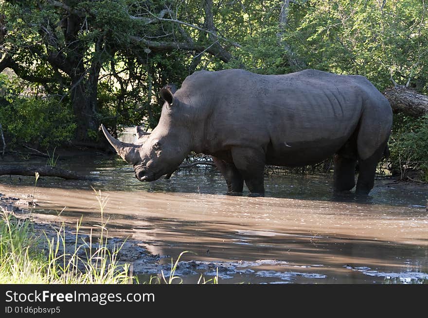 Rhino in Kruger Park