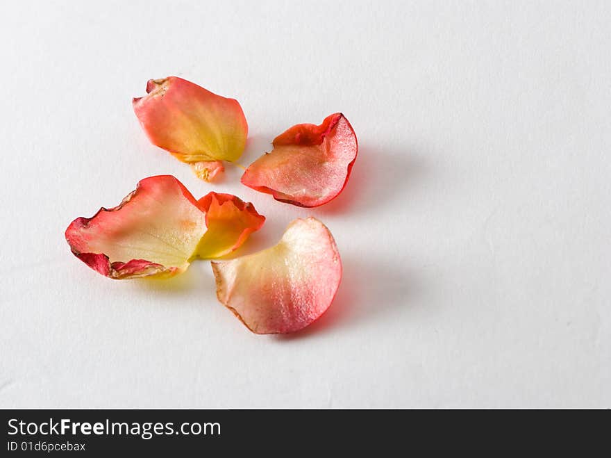 Four red and yellow petals