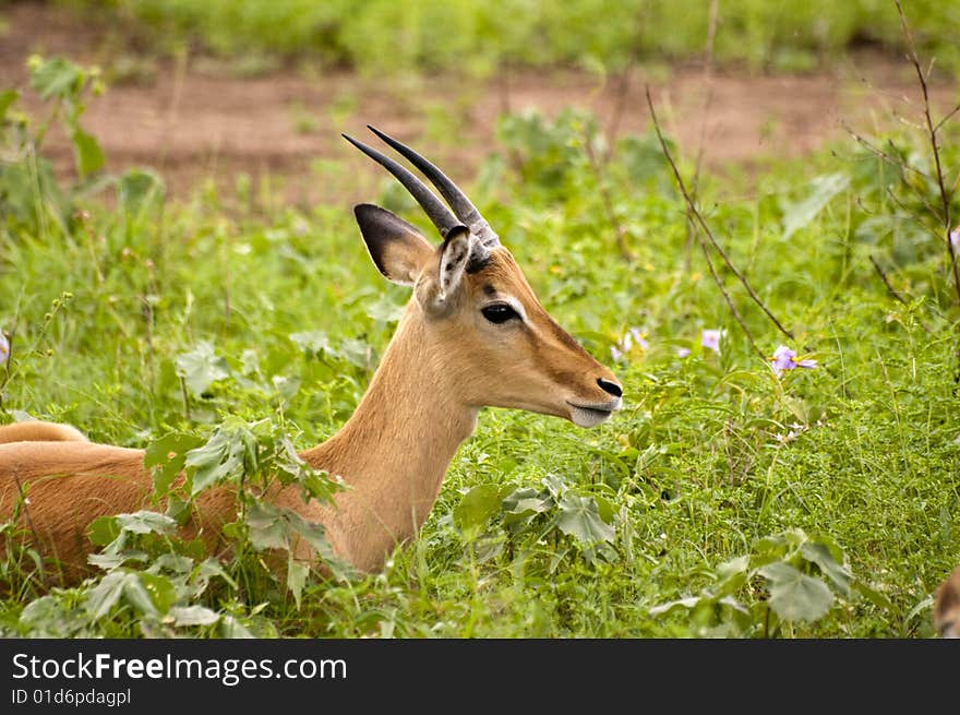 Impala