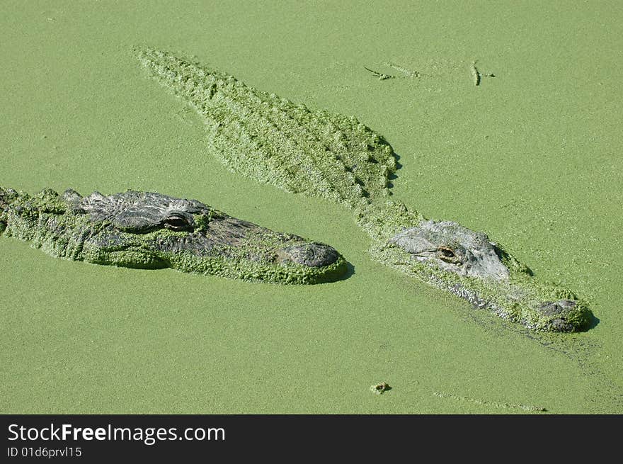 alligators swimming in swamp in everglades national park