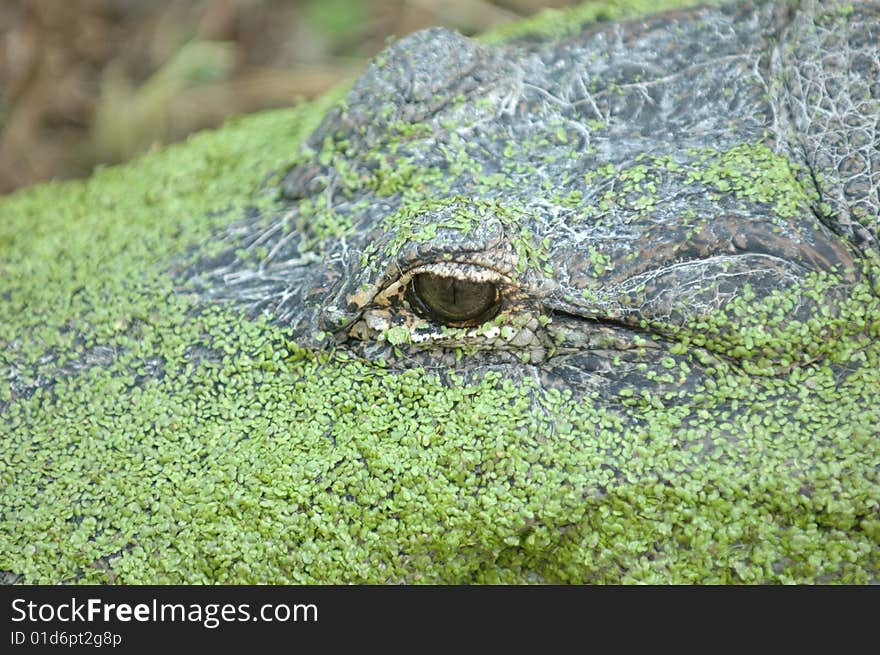 close up of alligator's aye rest chill