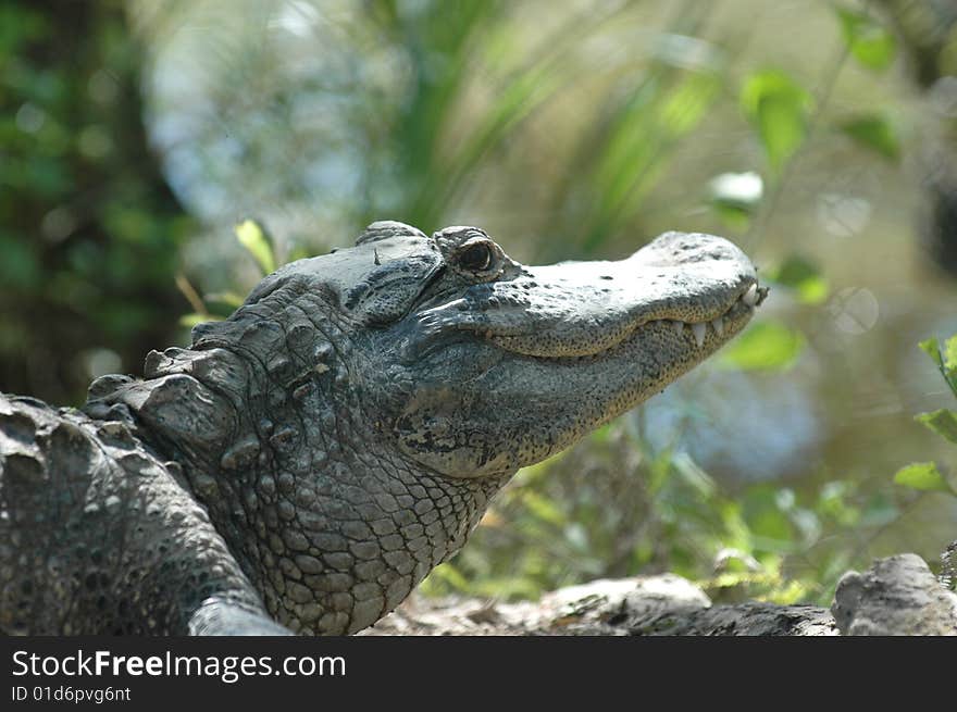 portrait of alligator resting in everglades national park