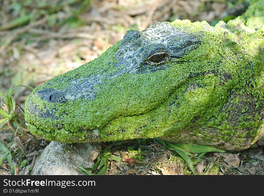 portrait of alligator resting in everglades national park