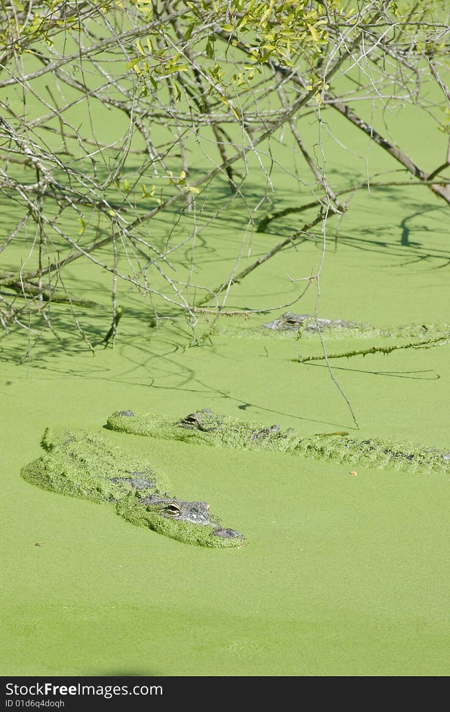 alligators swimming in swamp in everglades national park