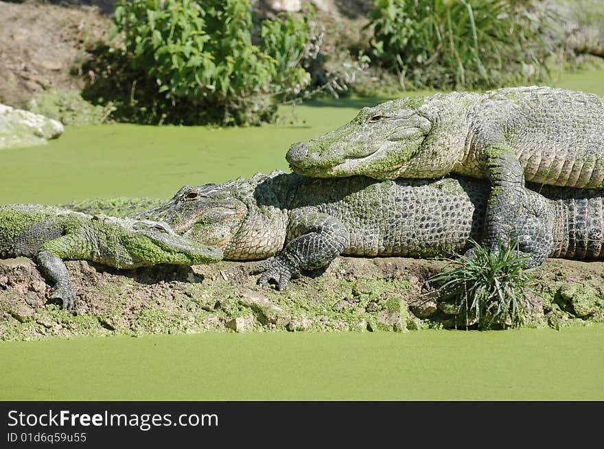 alligators resting in swamp in everglades national park