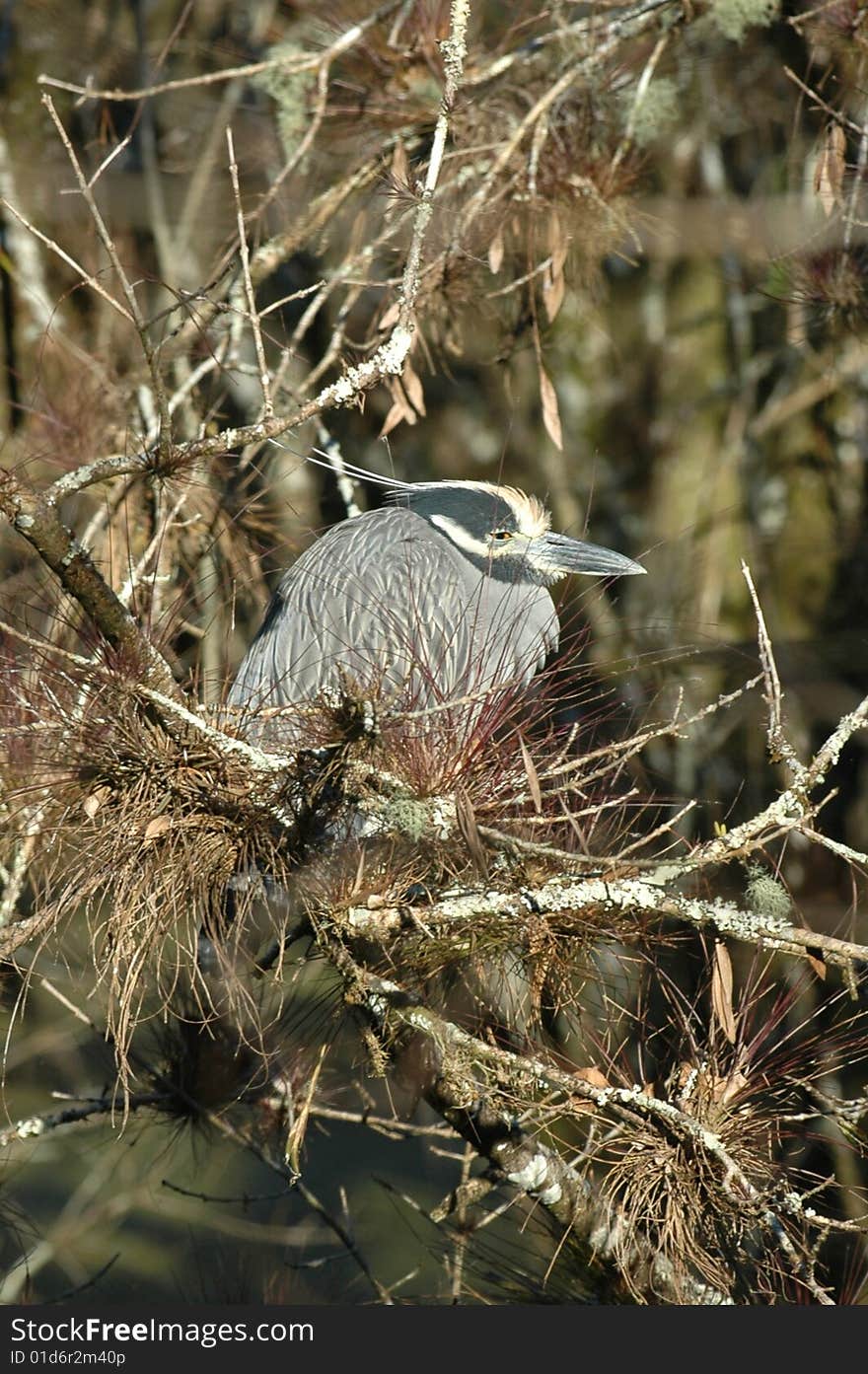 heron sleeping on brunch in everglades national park