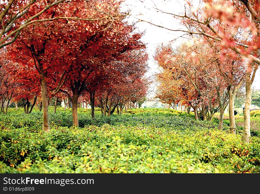 The colour of autumn with red leaves and green plants. The colour of autumn with red leaves and green plants