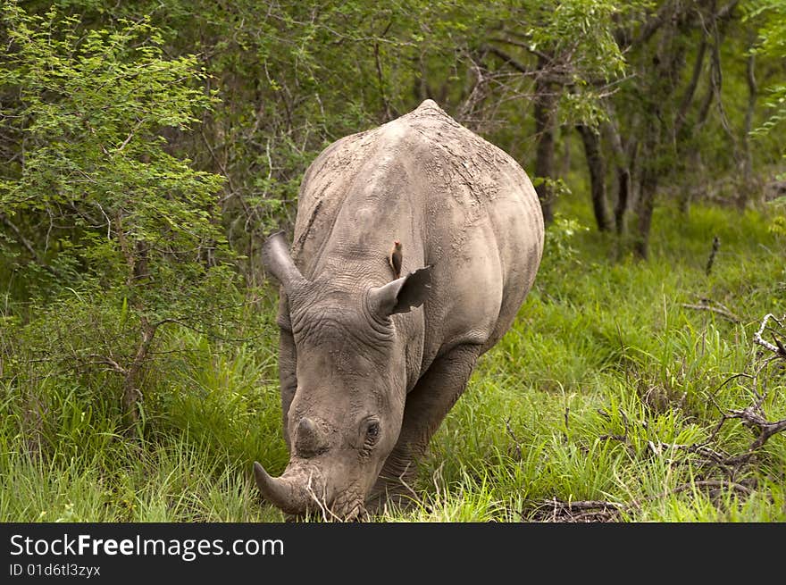 Rhino In Kruger Park