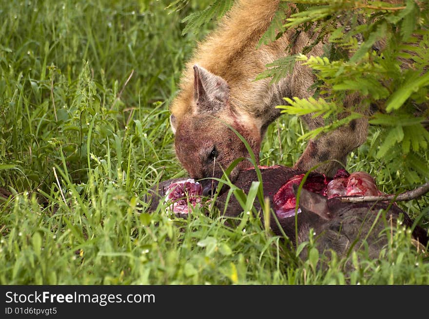 Hungry hyena eating dead animal. Hungry hyena eating dead animal