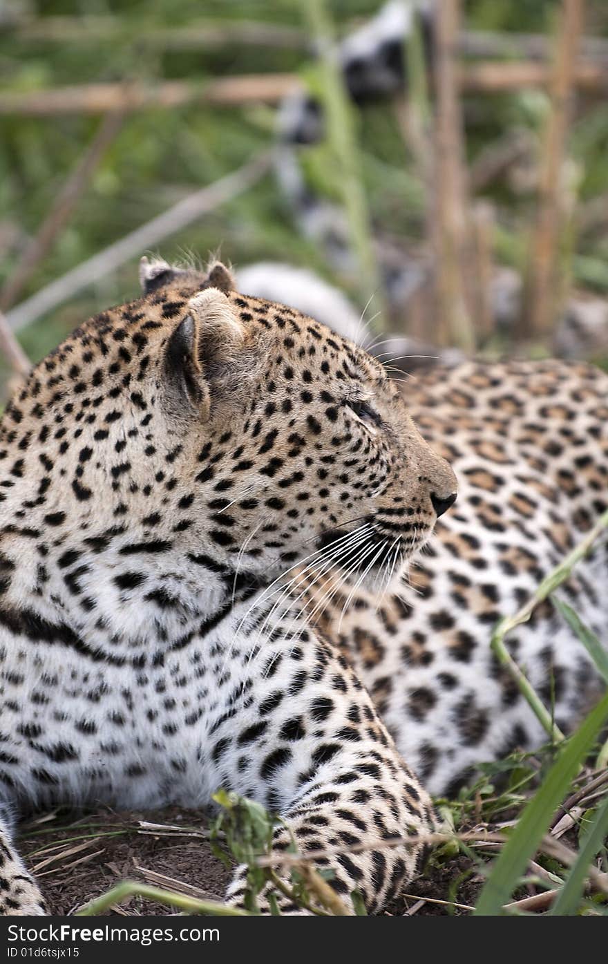 Leopard resting at Kruger national park.